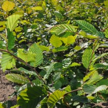 Carpinus betulus 80-100 cm 